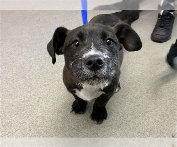 Medium Photo #1 Mutt Puppy For Sale in San Bernardino, CA, USA