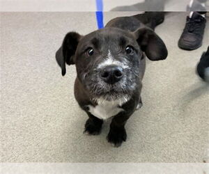 Mutt Dogs for adoption in San Bernardino, CA, USA