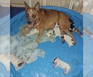 Mother of the Australian Cattle Dog puppies born on 09/09/2023