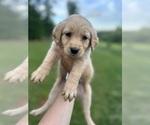 Small Photo #23 Golden Retriever Puppy For Sale in CONCORD, VA, USA