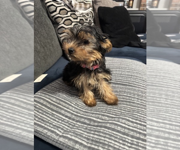 Medium Photo #15 Yorkshire Terrier Puppy For Sale in PORTLAND, OR, USA