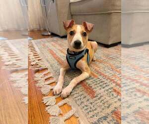 Pete (AL) - Male Jack Russell Terrier-Unknown Mix Dog for Adoption - Photo #5