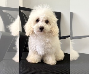 Medium Poodle (Miniature)