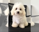 Puppy Twinkle Poodle (Miniature)