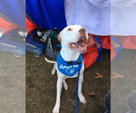 Small #15 American Pit Bull Terrier Mix