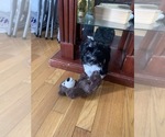 Small Photo #1 Havanese Puppy For Sale in HARTFORD, CT, USA