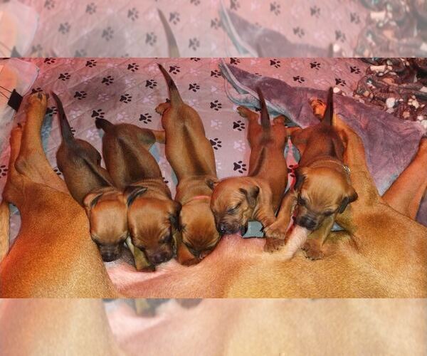 Medium Photo #17 Rhodesian Ridgeback Puppy For Sale in ONEIDA, TN, USA