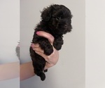 Small Photo #19 Havanese Puppy For Sale in ATHENS, GA, USA