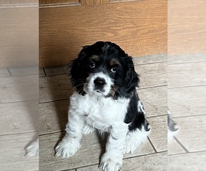 Cocker Spaniel Puppy for Sale in TOMAH, Wisconsin USA