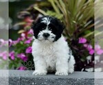Small #2 Zuchon