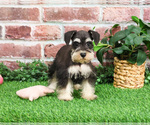 Small #4 Schnauzer (Miniature)