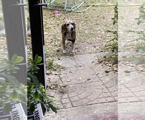 Medium Photo #4 Beagle Puppy For Sale in Tampa, FL, USA