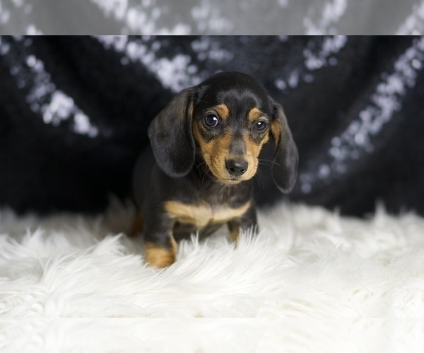 Medium Photo #75 Dachshund Puppy For Sale in WARSAW, IN, USA