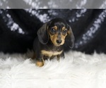 Small #1 Dachshund