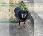 Small #4 Rottweiler Mix