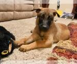 Small Photo #9 Belgian Malinois Puppy For Sale in VISALIA, CA, USA