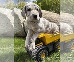 Small #1 Great Dane
