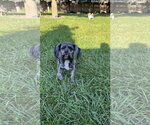 Small #2 Lhasa Apso Mix