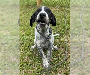 Pointer-Unknown Mix Dogs for adoption in Tarrytown, GA, USA