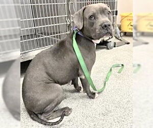 Mutt Dogs for adoption in Houston, TX, USA