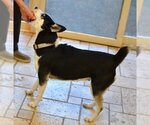 Small #2 Siberian Husky