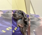 Small #3 F2 Aussiedoodle