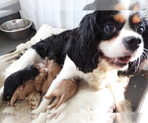 Mother of the Cavapoo puppies born on 04/13/2025