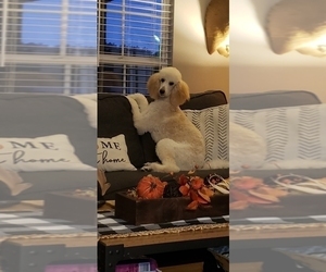 Mother of the Poodle (Standard) puppies born on 09/24/2023