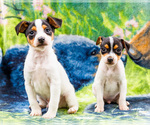 Image preview for Ad Listing. Nickname: Litter of 3