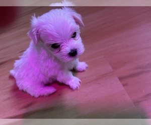 Maltese Puppy for sale in HARVEST, AL, USA