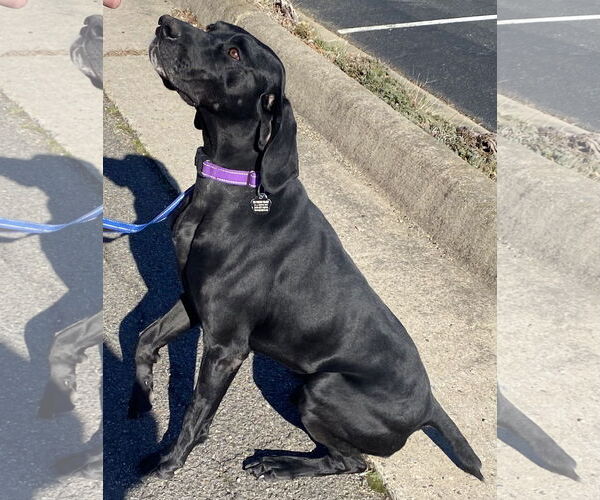 Medium Photo #7 German Shorthaired Pointer-Unknown Mix Puppy For Sale in Spotsylvania, VA, USA