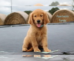 Small Photo #20 Golden Retriever Puppy For Sale in KEMP, TX, USA