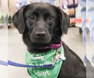 Labrador Retriever-Unknown Mix Dogs for adoption in Washington, DC, USA