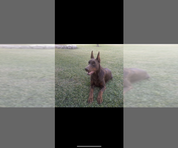 Medium Photo #15 Doberman Pinscher Puppy For Sale in LIVINGSTON, LA, USA