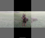 Litter of 9 - Male(s) and Female(s) Doberman PinscherLitter of Puppies for Sale - Photo #15