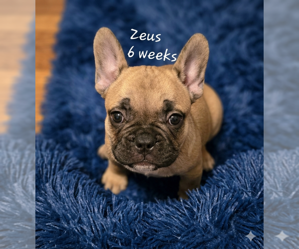 Medium Photo #2 French Bulldog Puppy For Sale in EDISON, NJ, USA