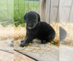Small #3 Australian Shepherd