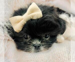 Medium Shih Tzu