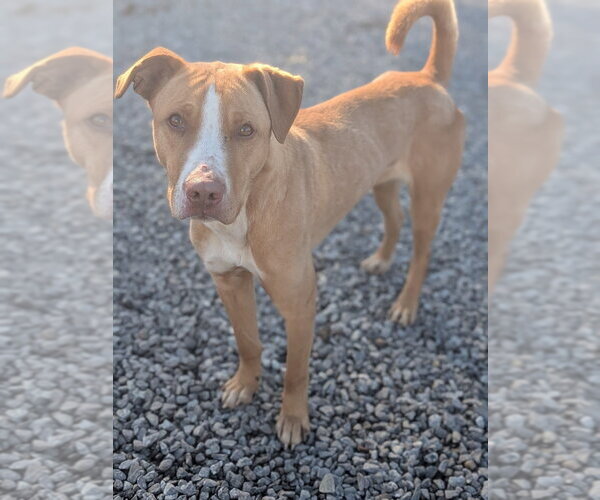 Medium Photo #11 Labrador Retriever-Rhodesian Ridgeback Mix Puppy For Sale in garner, NC, USA