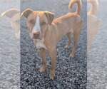 Small #10 Labrador Retriever-Rhodesian Ridgeback Mix