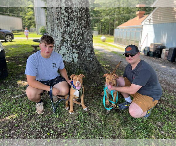 Medium Photo #2 American Pit Bull Terrier-Unknown Mix Puppy For Sale in Rustburg, VA, USA
