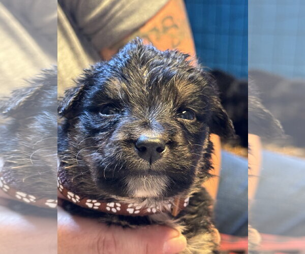 Medium Photo #1 Mutt Puppy For Sale in Duluth, MN, USA