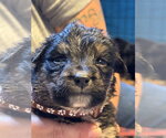 Jacob - Male Mutt Dog for Adoption - Small photo