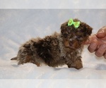Small #14 ShihPoo