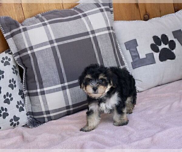 Medium Photo #2 Maltese-Morkie Mix Puppy For Sale in WARSAW, IN, USA