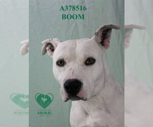 Mutt Dogs for adoption in Stockton, CA, USA