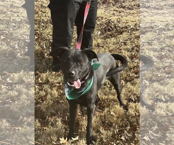 Medium Photo #3 Retriever -Unknown Mix Puppy For Sale in Munford, TN, USA