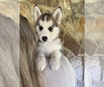 Small #9 Pomsky