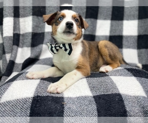 Medium Photo #3 Texas Heeler Puppy For Sale in LAKELAND, FL, USA