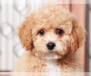 Poochon Puppy for sale in NAPLES, FL, USA
